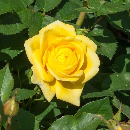 Rosa Carte d'Or® - galben - Trandafir copac cu trunchi înalt - cu flori în buchet - coroană tufiș